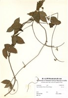 藏品(赤小豆)的圖片